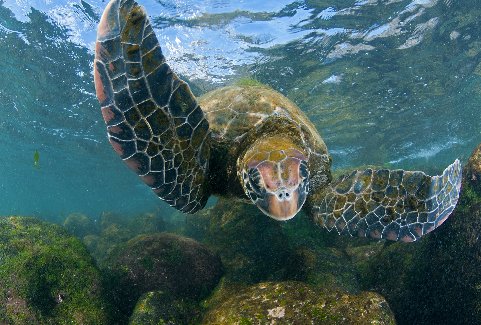 Restore Oceans