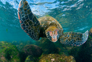 Restore Oceans