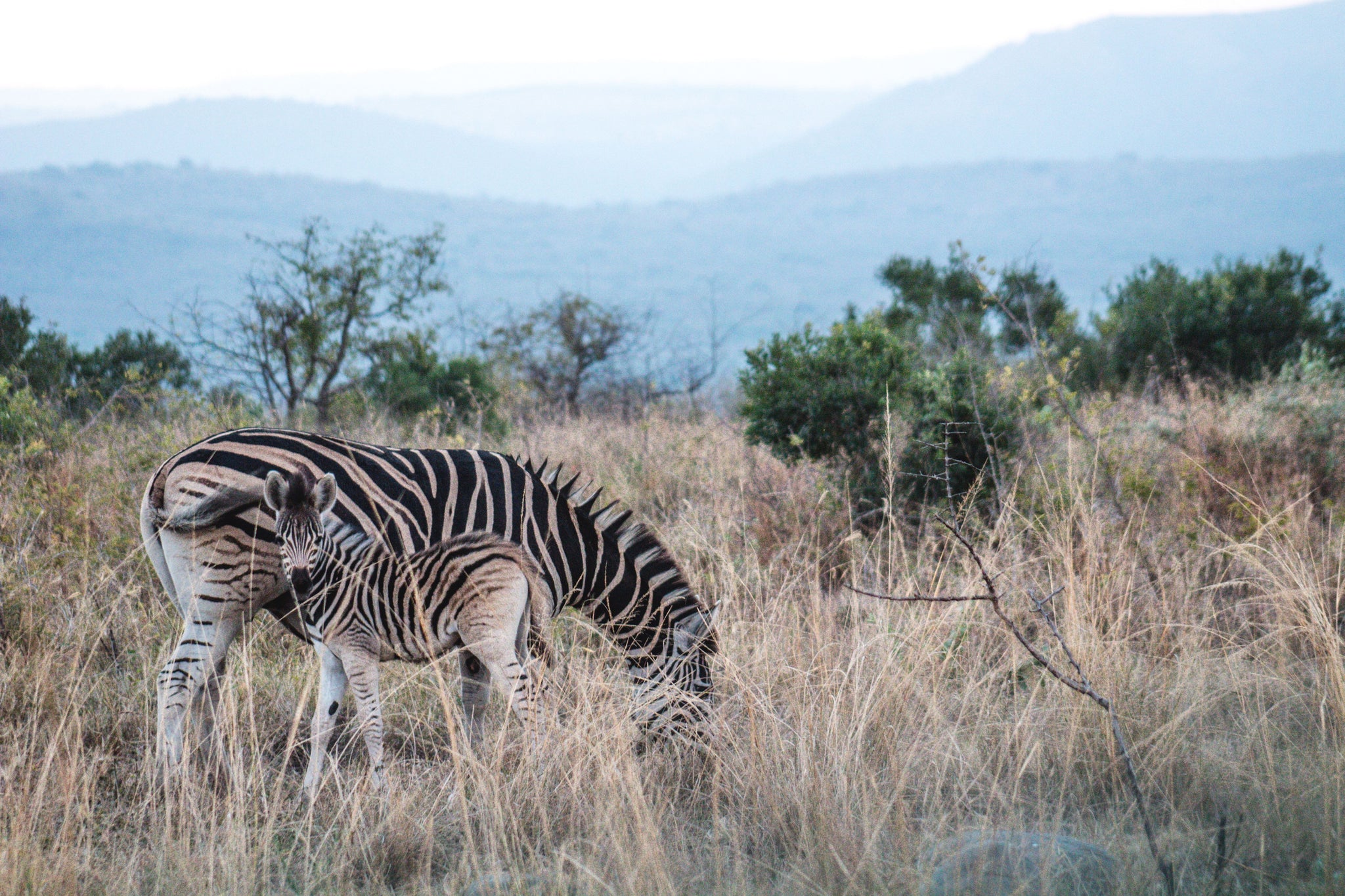 Protect Endangered Animals