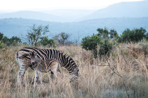 Protect Endangered Animals