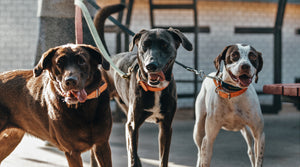 Save Dogs & Cats